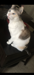 Lost Female Cat last seen Fruitdale, Sedro-Woolley, WA 98284