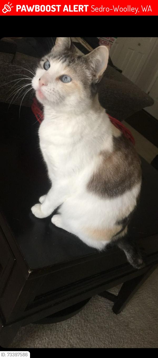 Lost Female Cat last seen Fruitdale, Sedro-Woolley, WA 98284