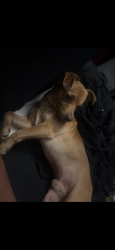 Lost Male Dog last seen davis rd, Salinas, CA 93907