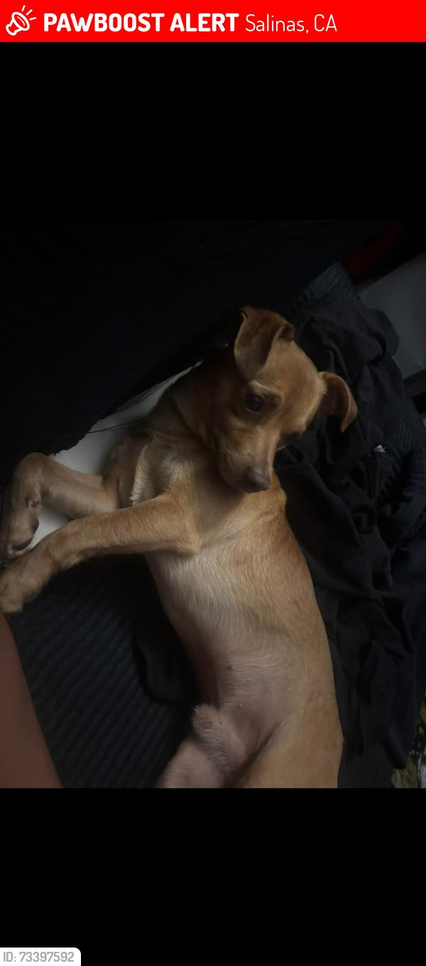 Lost Male Dog last seen davis rd, Salinas, CA 93907