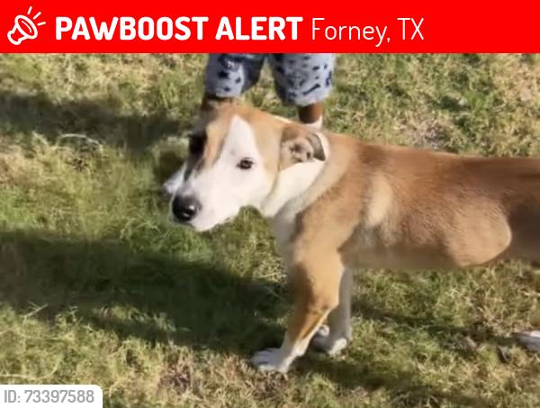 Lost Male Dog last seen Cabin wood ln, Forney, TX 75126