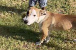 Lost Male Dog last seen Cabin wood ln, Forney, TX 75126