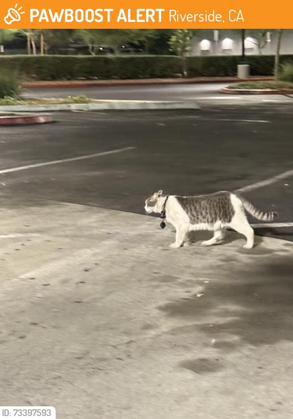 Found/Stray Female Cat last seen Van buren & Cypress, Riverside, CA 92504
