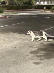 Found/Stray Female Cat last seen Van buren & Cypress, Riverside, CA 92504