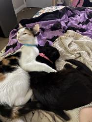 Reunited Female Cat last seen 28th and Grand, Los Angeles, CA 90018