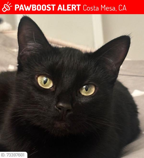Lost Female Cat last seen harbor and merrimac, Costa Mesa, CA 92626
