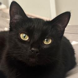 Lost Female Cat last seen harbor and merrimac, Costa Mesa, CA 92626