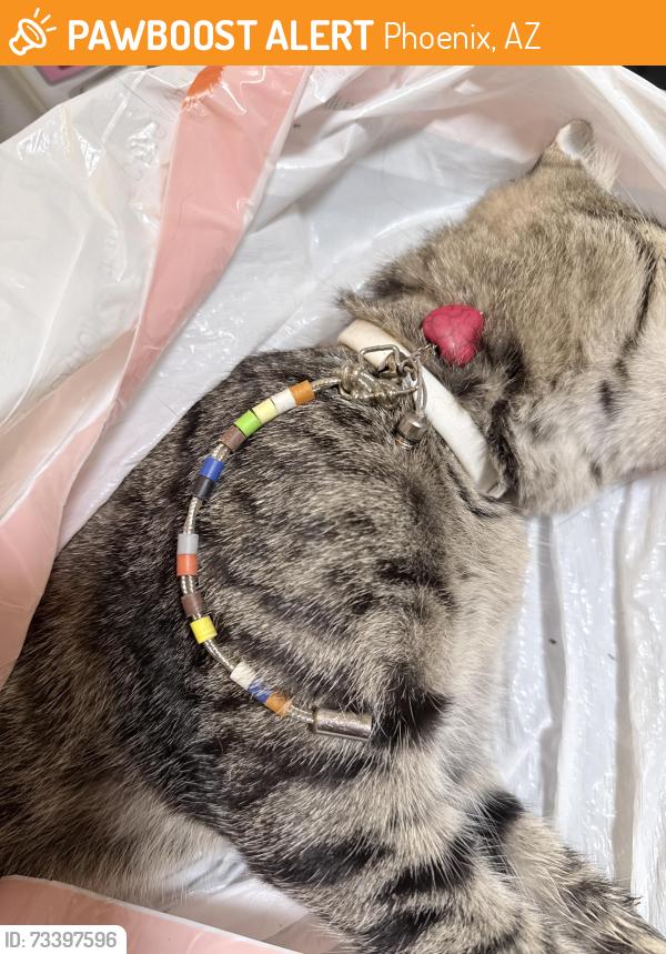 Found/Stray Male Cat last seen 61st Ave and Roosevelt, Phoenix, AZ 85043