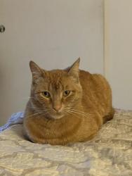 Lost Male Cat last seen Par Pkwy & Eagle Park Dr, Sacramento, CA 95828