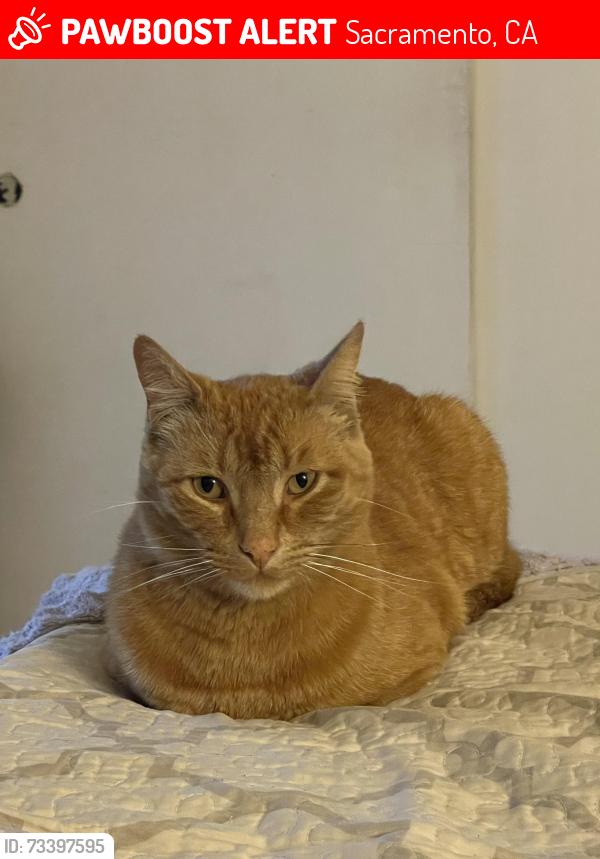 Lost Male Cat last seen Par Pkwy & Eagle Park Dr, Sacramento, CA 95828