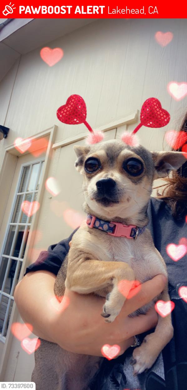 Lost Female Dog last seen Neo lodge motel, Lakehead, CA 96051