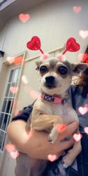 Lost Female Dog last seen Neo lodge motel, Lakehead, CA 96051