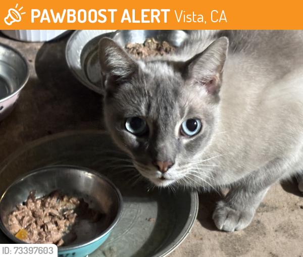 Found/Stray Unknown Cat last seen W. Knapp and Bobier, Vista, CA 92083