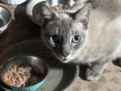 Found/Stray Unknown Cat last seen W. Knapp and Bobier, Vista, CA 92083