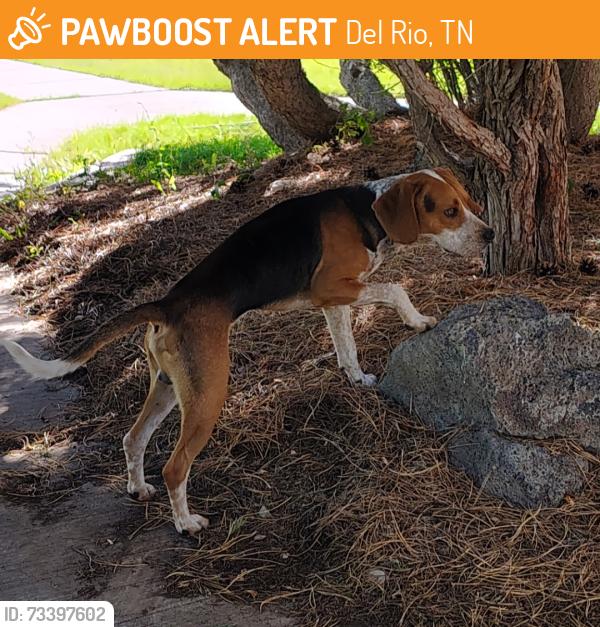 Found/Stray Male Dog last seen Weaver Bend, Del Rio, TN 37727