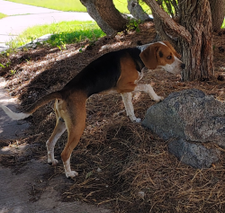 Found/Stray Male Dog last seen Weaver Bend, Del Rio, TN 37727