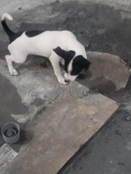 Found/Stray Male Dog last seen Westernt 65, Los Angeles, CA 90047
