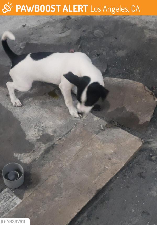 Found/Stray Male Dog last seen Westernt 65, Los Angeles, CA 90047
