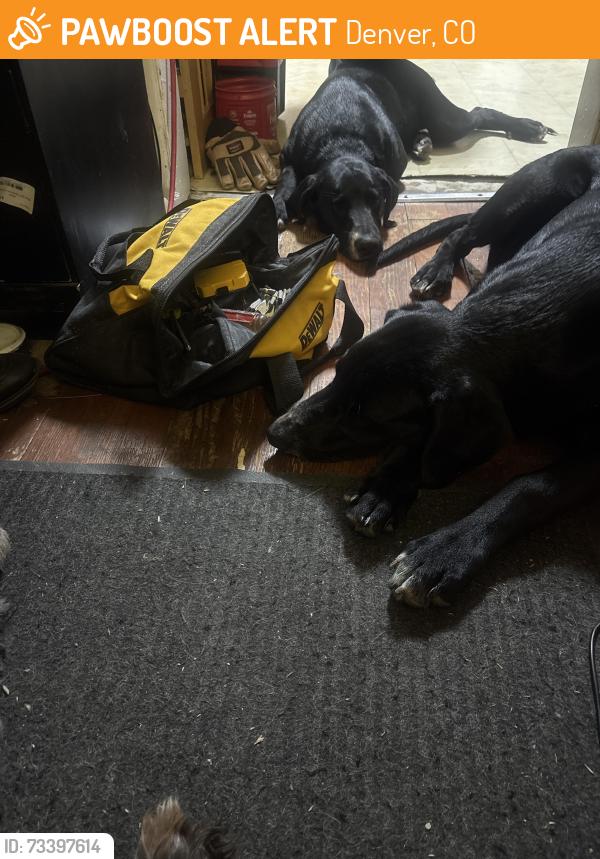 Found/Stray Male Dog last seen First and hazel, Denver, CO 80219