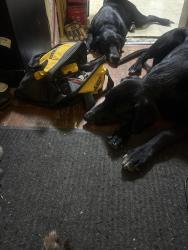 Found/Stray Male Dog last seen First and hazel, Denver, CO 80219