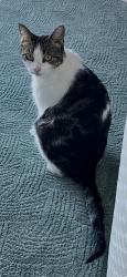 Reunited Female Cat last seen Glenwood cndmniums off Hercules Avenue and Village Parkway, Hercules, CA 94547