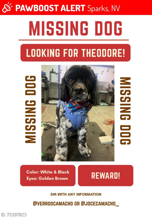 Lost Male Dog last seen Diedrichsen Elementary and Mendive Middle, Sparks, NV 89434