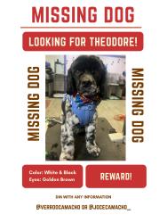 Lost Male Dog last seen Diedrichsen Elementary and Mendive Middle, Sparks, NV 89434