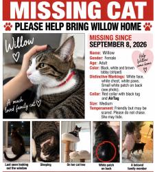 Lost Female Cat last seen Howard and Lincoln, Skokie, IL 60077