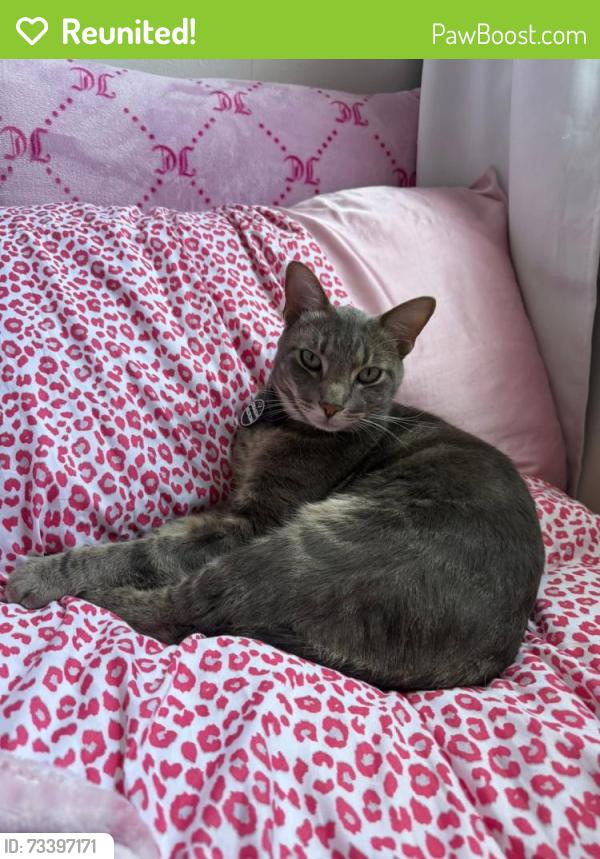 Reunited Male Cat last seen Holiday Lake Dr and Merrillon Dr, Holiday, FL 34691