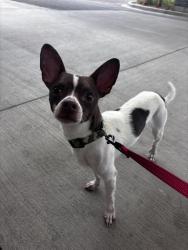 Found/Stray Male Dog last seen South Public Road & S. Lafayette Rd, Lafayette, CO 80026
