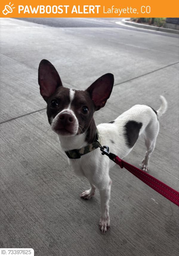 Found/Stray Male Dog last seen South Public Road & S. Lafayette Rd, Lafayette, CO 80026