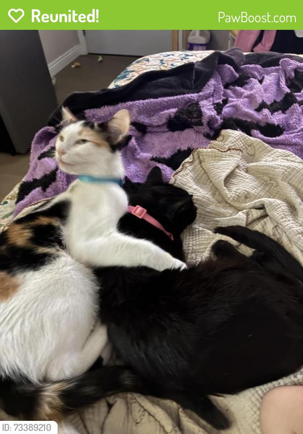 Reunited Female Cat last seen 28th and Grand, Los Angeles, CA 90018