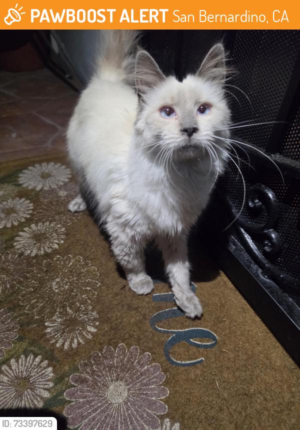Found/Stray Female Cat last seen Near N Mt Vernon Ave, San Bernardino, CA 92411, San Bernardino, CA 92411