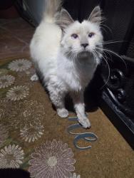 Found/Stray Female Cat last seen Near N Mt Vernon Ave, San Bernardino, CA 92411, San Bernardino, CA 92411
