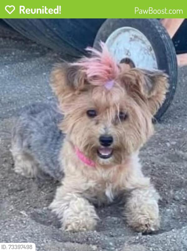 Reunited Female Dog last seen Grechen ln and Malone Ave, Romoland, CA 92585