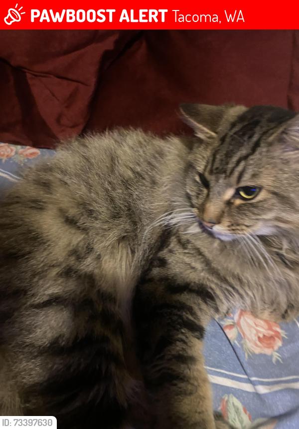 Lost Male Cat last seen people’s park, Tacoma, WA 98405