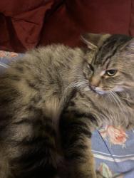 Lost Male Cat last seen people’s park, Tacoma, WA 98405