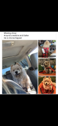 Lost Male Dog last seen Crestline and dalke, Spokane, WA 99212