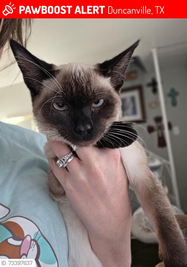 Lost Female Cat last seen Cedar ridge & santa fe, Duncanville, TX 75137