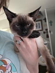 Lost Female Cat last seen Cedar ridge & santa fe, Duncanville, TX 75137