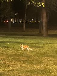 Found/Stray Unknown Cat last seen Vermilion rest stop, Vermilion, OH 44089