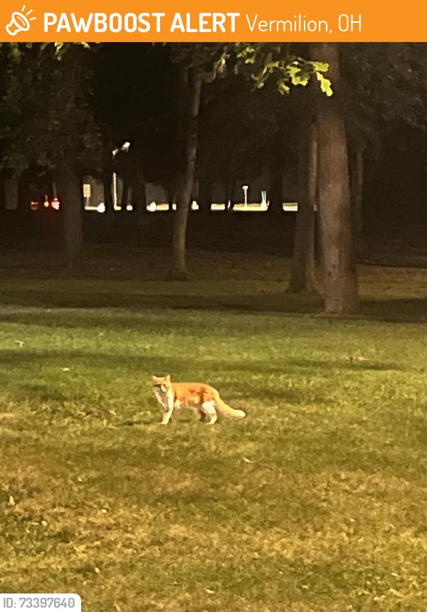 Found/Stray Unknown Cat last seen Vermilion rest stop, Vermilion, OH 44089