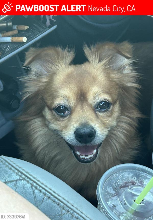 Lost Male Dog last seen Zion st, Nevada City, CA 95959