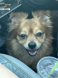 Lost Male Dog last seen Zion st, Nevada City, CA 95959