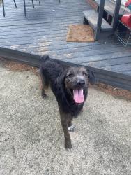 Found/Stray Male Dog last seen Marne ave, Cleveland, OH 44102