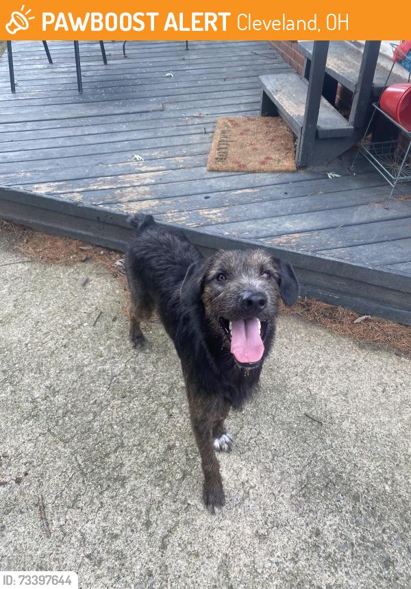 Found/Stray Male Dog last seen Marne ave, Cleveland, OH 44102