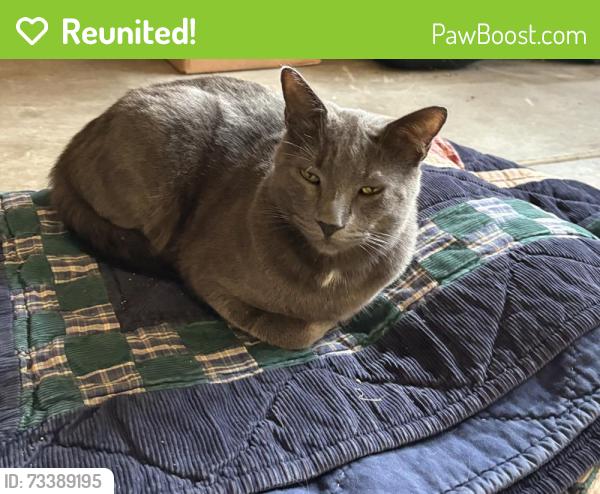 Reunited Unknown Cat last seen 43rd st e, Fife, WA 98424