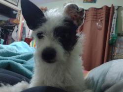 Found/Stray Male Dog last seen Sandy Valley & Terrance View Drive, Harris County, TX 77449