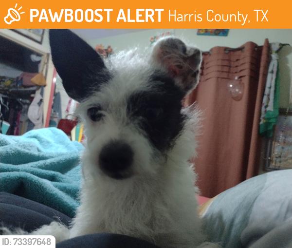 Found/Stray Male Dog last seen Sandy Valley & Terrance View Drive, Harris County, TX 77449