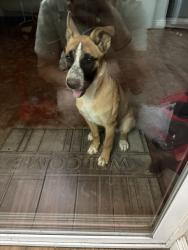 Found/Stray Female Dog last seen Near and dos palmas, Victorville, CA 92392